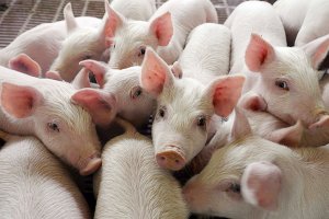В Балашове уничтожают свиней в угоду коммерсантам?