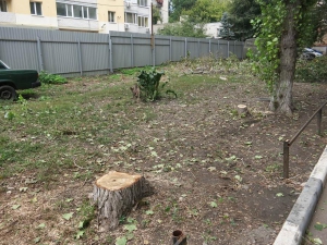 Жители Астраханской сообщают о спиле деревьев во дворе дома