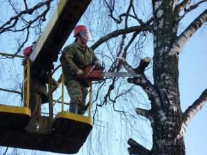 Чиновники обещают компенсировать спиленные на Чапаева деревья
