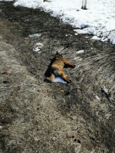 В Энгельсе требуют привлечь к ответственности убийц бездомных собак
