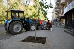 В Саратове высадят 500 деревьев
