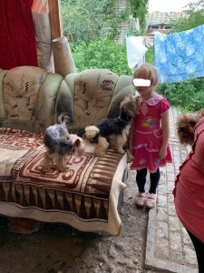 Девочка проживала с 20-ю собаками в антисанитарных условиях