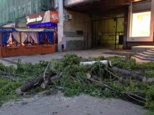 В центре Саратова спилено еще одно дерево