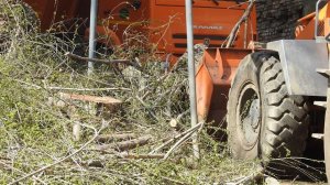 Осенью в Саратове обещают высадить 1 тыс. деревьев