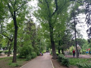 В районе пл. Кирова хотят заменить 75 деревьев
