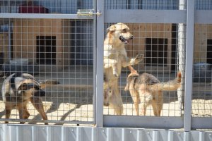 Приют для животных в Гуселке-2 обновят к 1 июля
