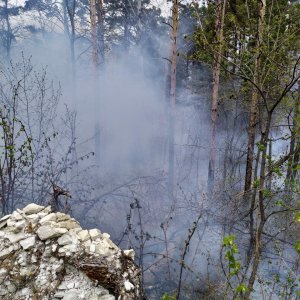 По факту пожара в национальном парке «Хвалынский» возбуждено уголовное дело