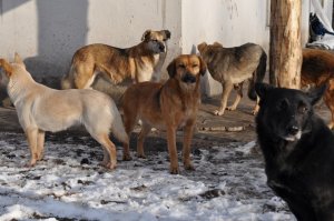 В Саратове на двоих подростков напали бездомные собаки