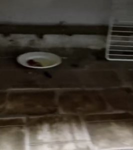 ОНФ: на школьном продуктовом складе крысиный яд соседствовал с едой