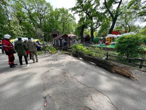 В саратовском горпарке упавшее дерево убило женщину и ребенка
