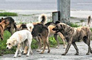 В Елшанке бродячая собака напала на ребенка