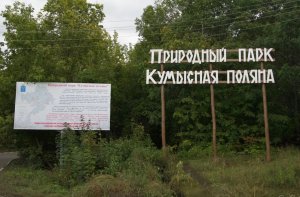 Бусаргин разрешил мэрии вырубать деревья на Кумыске
