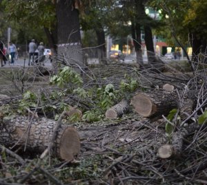 Горожане: в Заводском районе вырубили несколько десятков деревьев