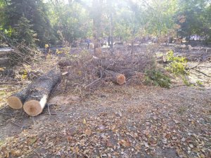 В Саратове вырубают Липки