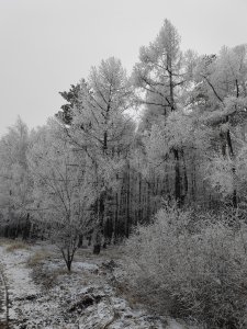 Площадь Кумысной поляны снова увеличат