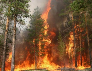 Жителям области запретили посещать леса до 28 июня