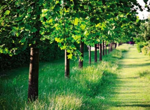 Во Фрунзенском районе высадят 100 деревьев и 500 кустарников