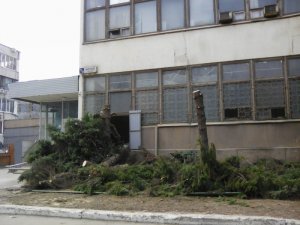 В Год экологии в Саратове уничтожают деревья