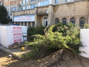 Саратовцы: в Заводском районе в интересах «Пятерочки» вырубили декоративный кустарник