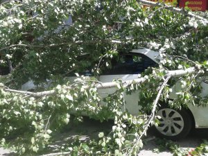 Упавшие от ветра деревья повредили несколько автомобилей и магазин