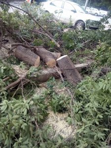 Деревья на Чернышевского подверглись «варварской» обрезке