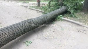В Саратове упавшее дерево перегородило дорогу