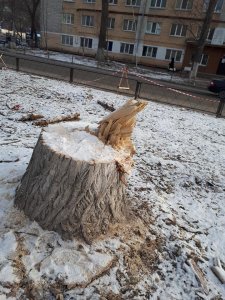 Около «Политеха» в мороз пилят деревья