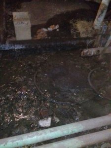 Жители дома жалуются на затопленный фекалиями подвал