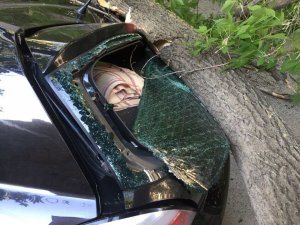 В Саратове дерево рухнуло на автомобиль
