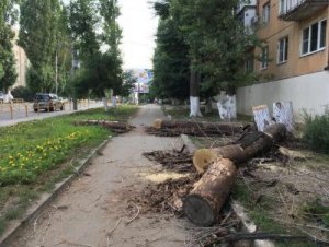 На Чернышевского спилили деревья