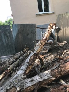 На детсад упало старое дерево