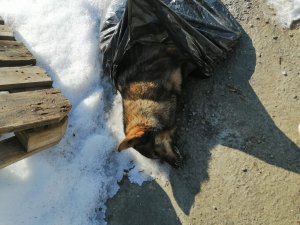 В Энгельсе требуют привлечь к ответственности убийц бездомных собак