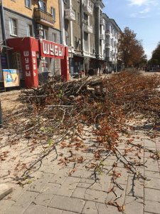 На проспекте Кирова пилят деревья