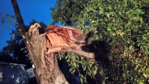 В результате падения дерева пострадала 15-летняя девочка