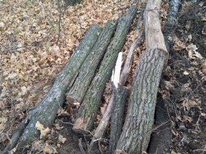 Горожане рассказали об изуродованных деревьях и строительстве непонятного объекта на Кумыске