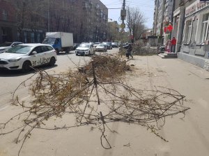 На Горького рубят здоровые деревья